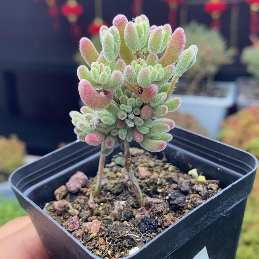 c89号实生红叶枝干