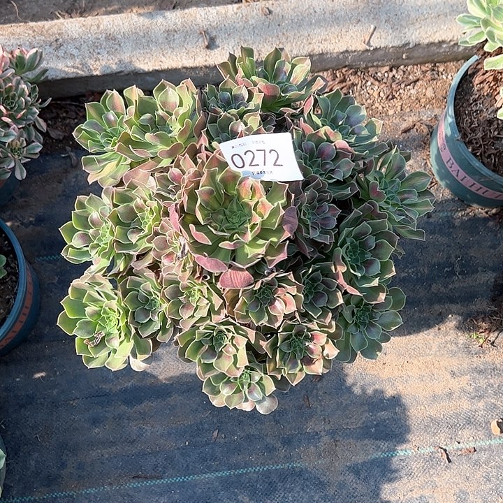 0272女巫中班多肉植物