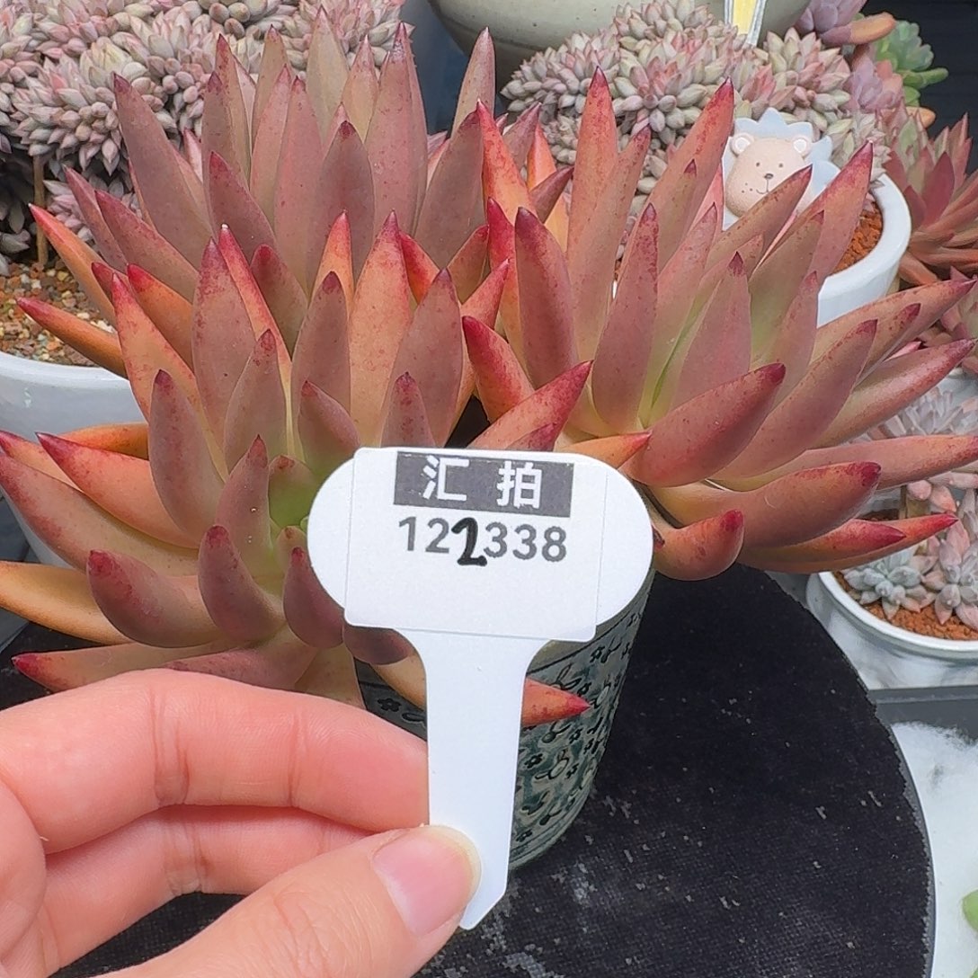 精品多肉植物122338