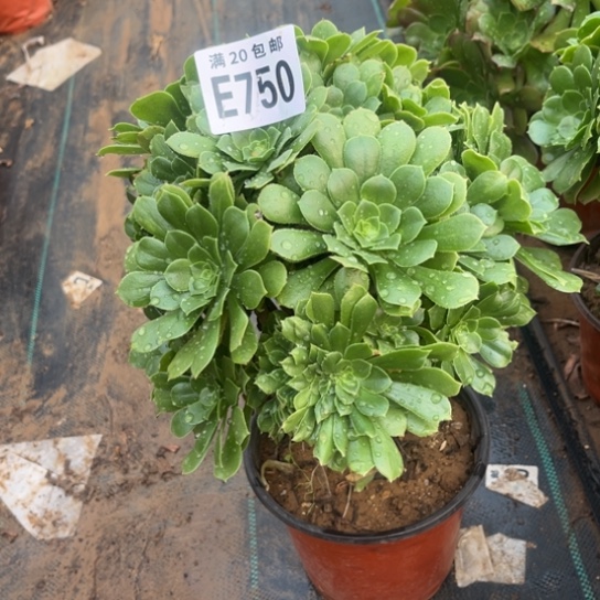 750绿羊绒不包断枝