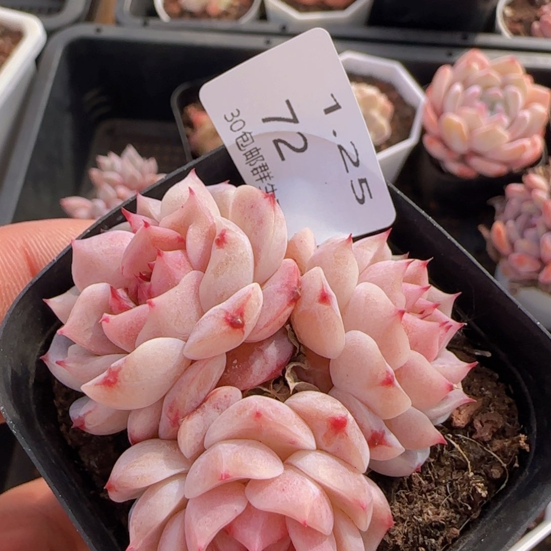 天鹅绒四头一颗脱土