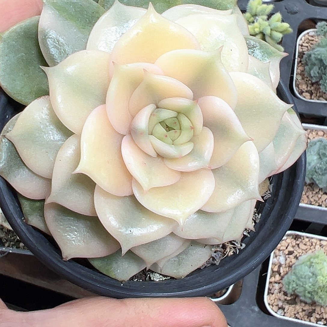 贝加尔湖锦 小方花圃一物一拍