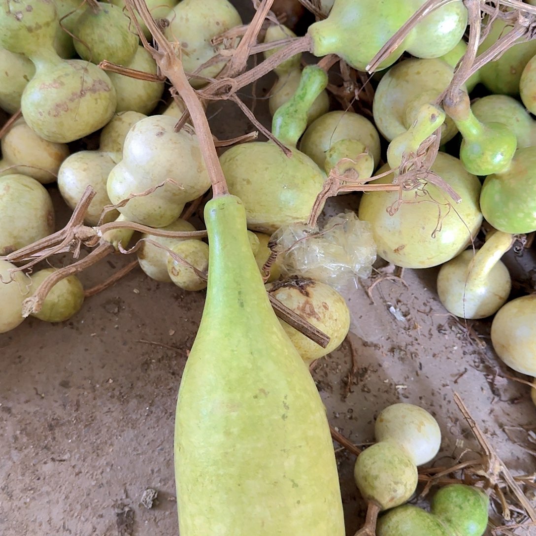 @***梦青皮葫芦不保成不退不换