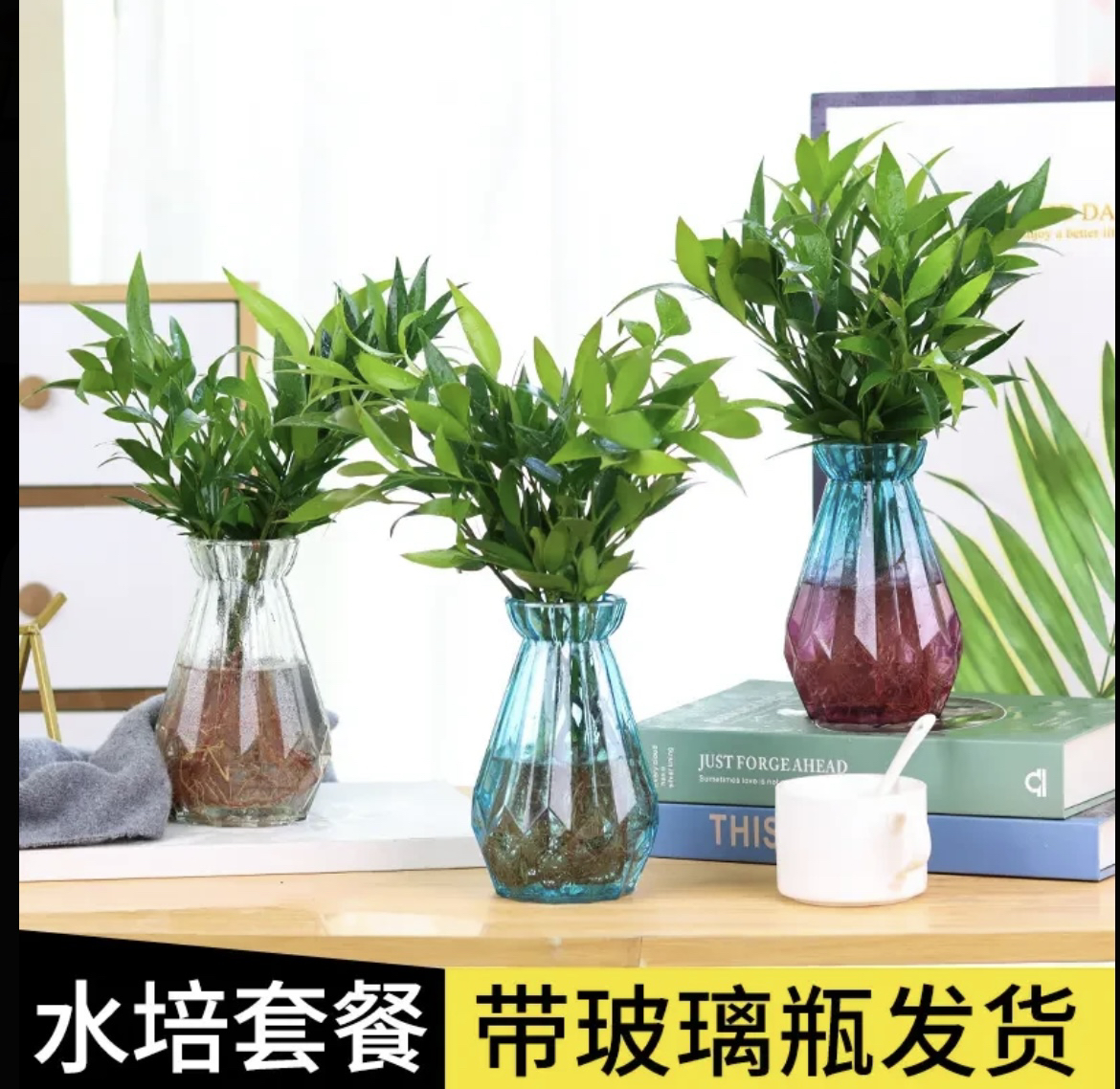 驱蚊竹柏室内水培绿植 办公室桌面四季常青简单好养
