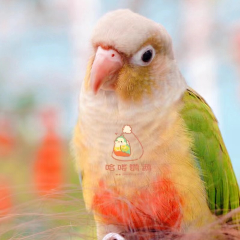 哈喽鹦鹉直播间活体雏鸟鹦鹉一物一拍