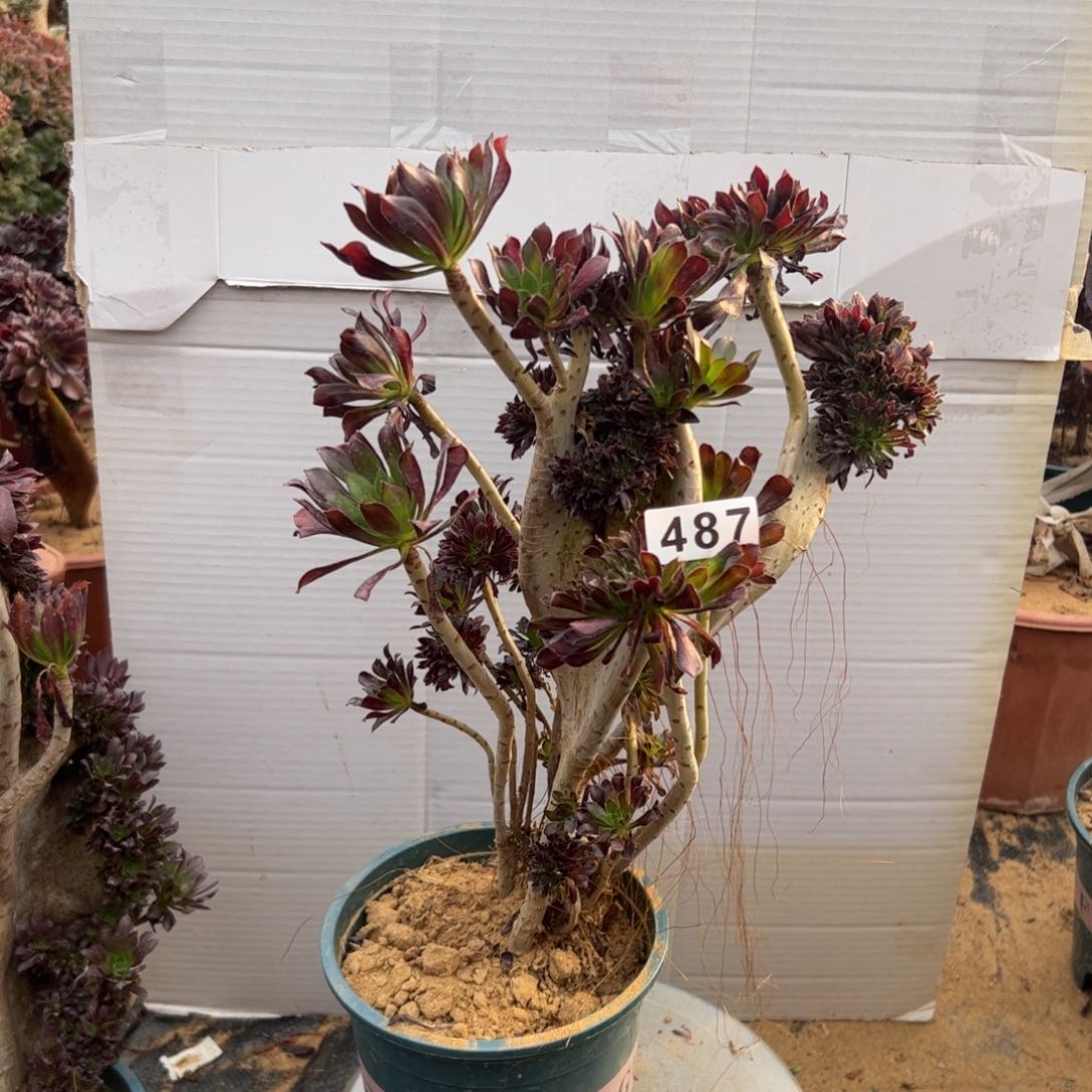 有伤黑缀487高36