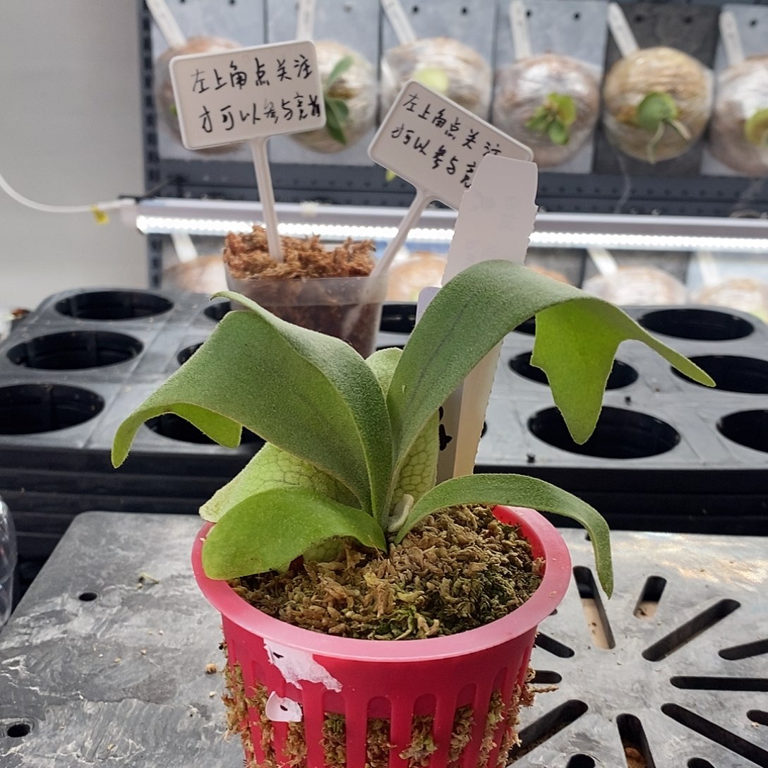 无花朵鹿角蕨爪哇v