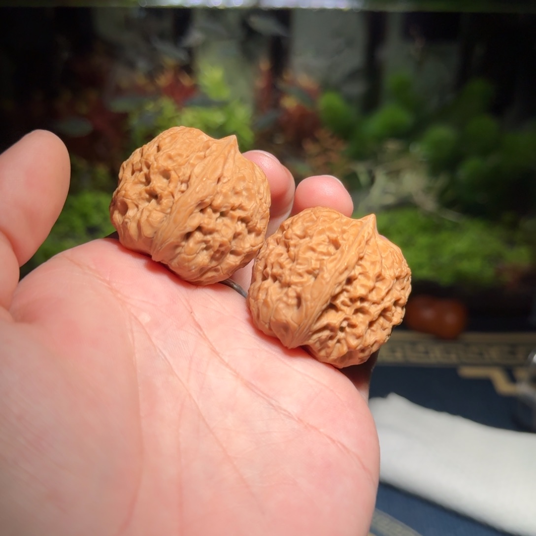 358号原树大团圆文玩核桃