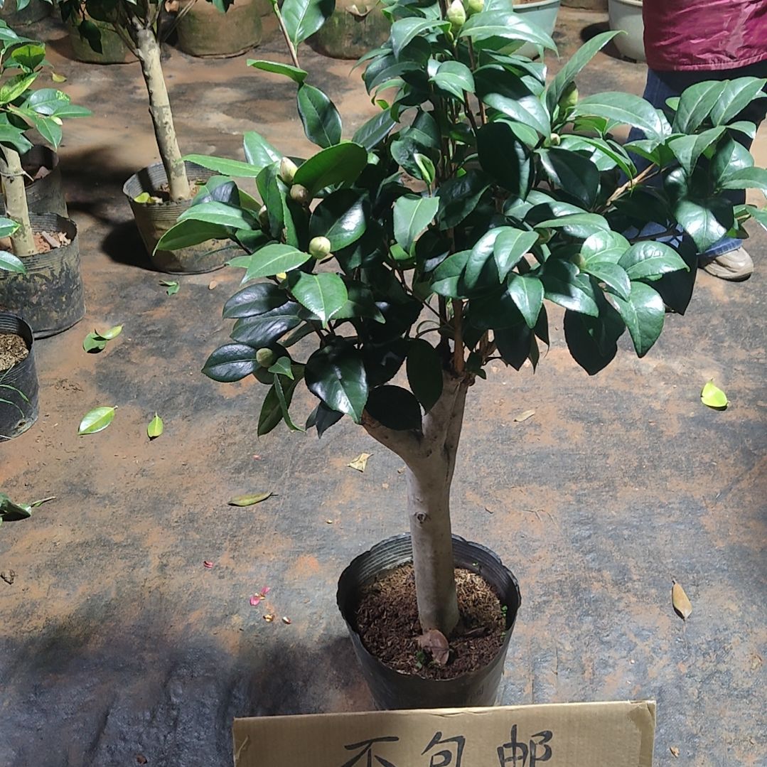 全部花苞四品混接不包邮