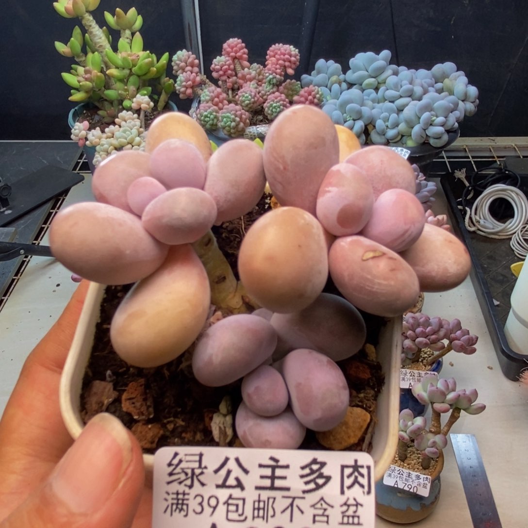 800水光针多肉6c m