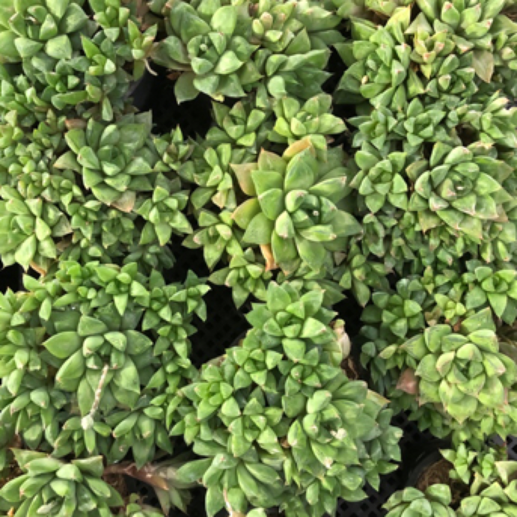 满18包邮 宝玉露群一颗