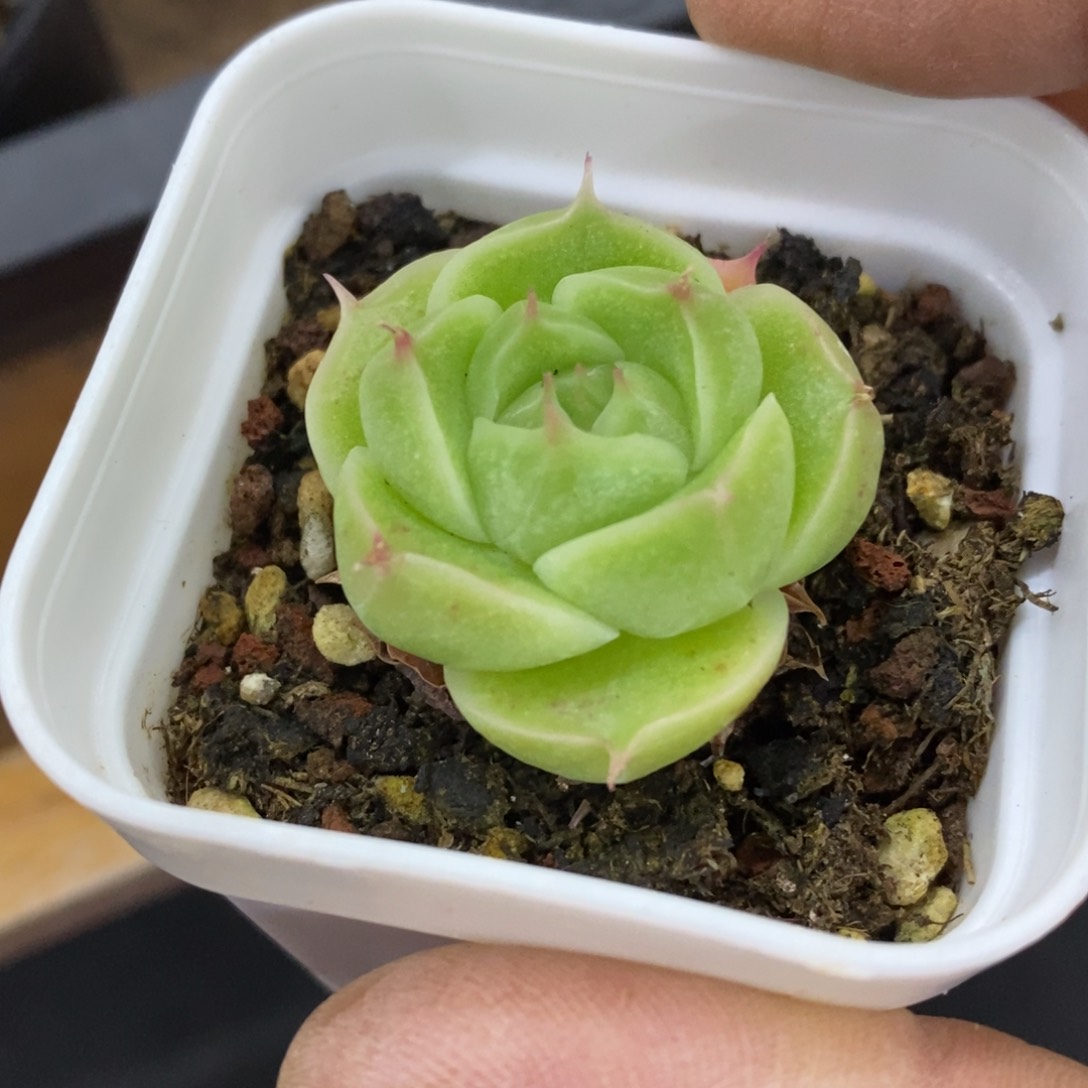 精品多肉一物一拍不包整255