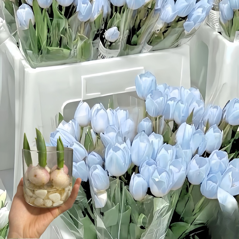 进口郁金香种球五度球易养花卉花种子可水培土养阳台庭院花园室内