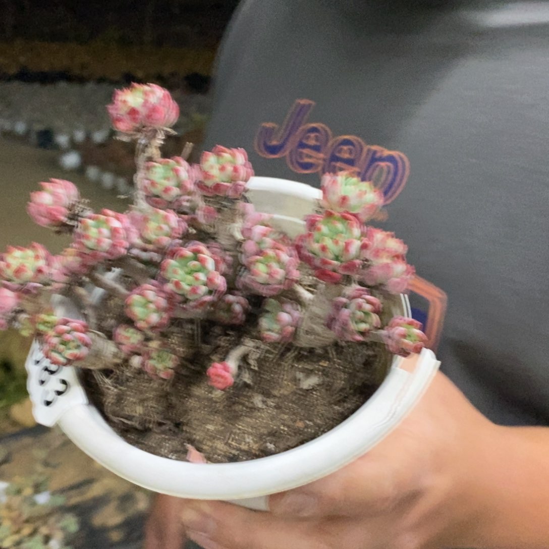 蓝苹果整桩整群老桩