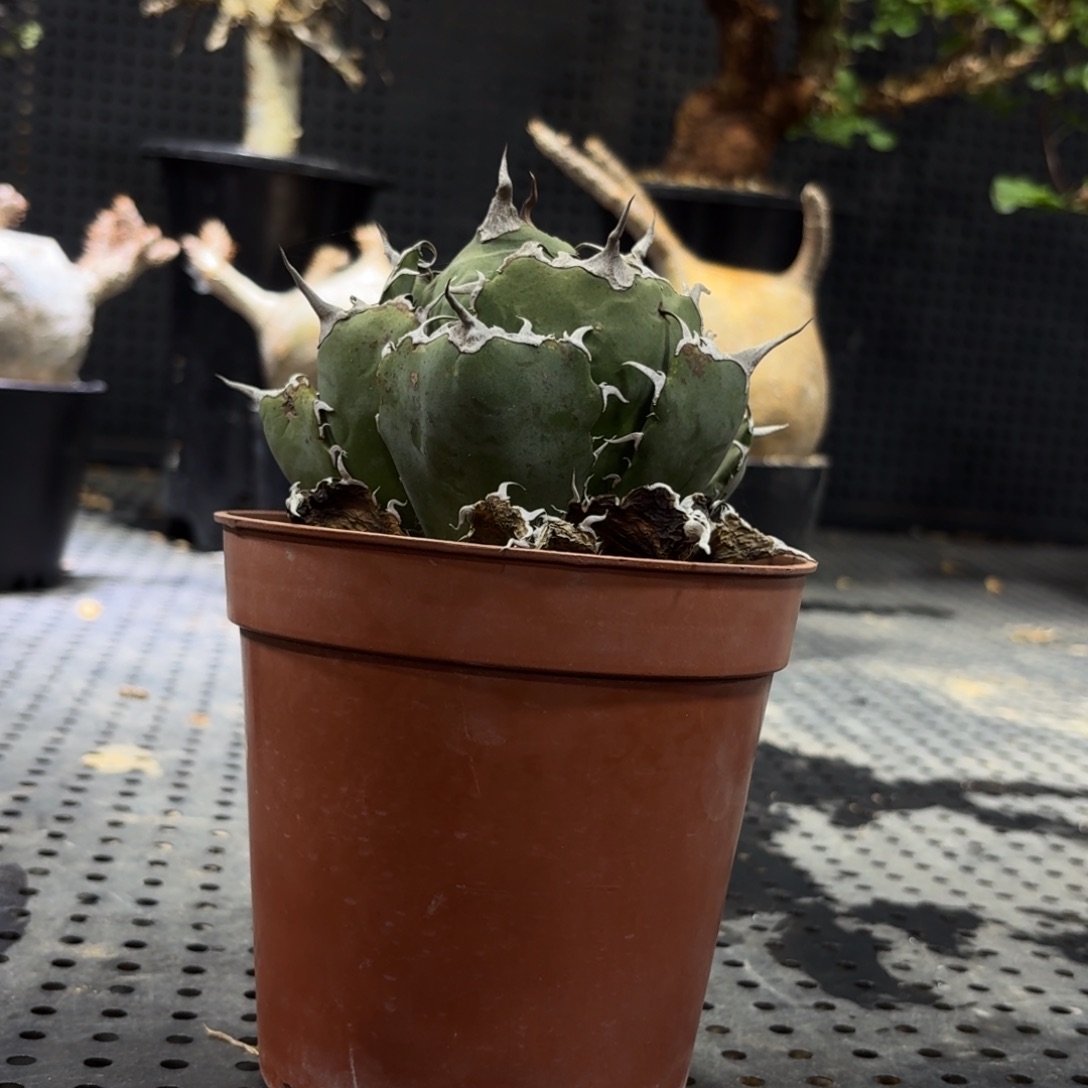 正白236669999999999