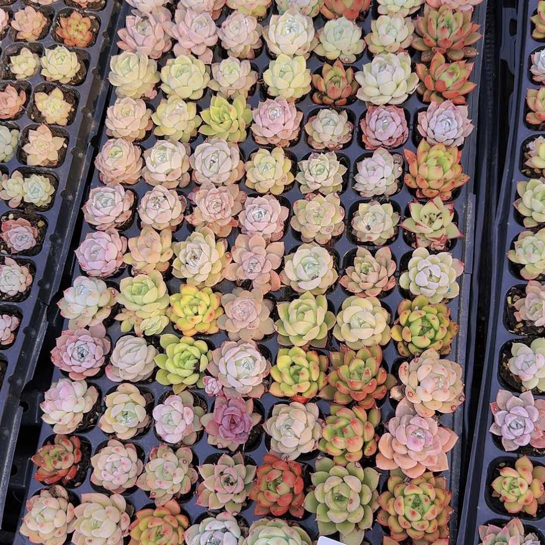 直播一物一拍多肉58