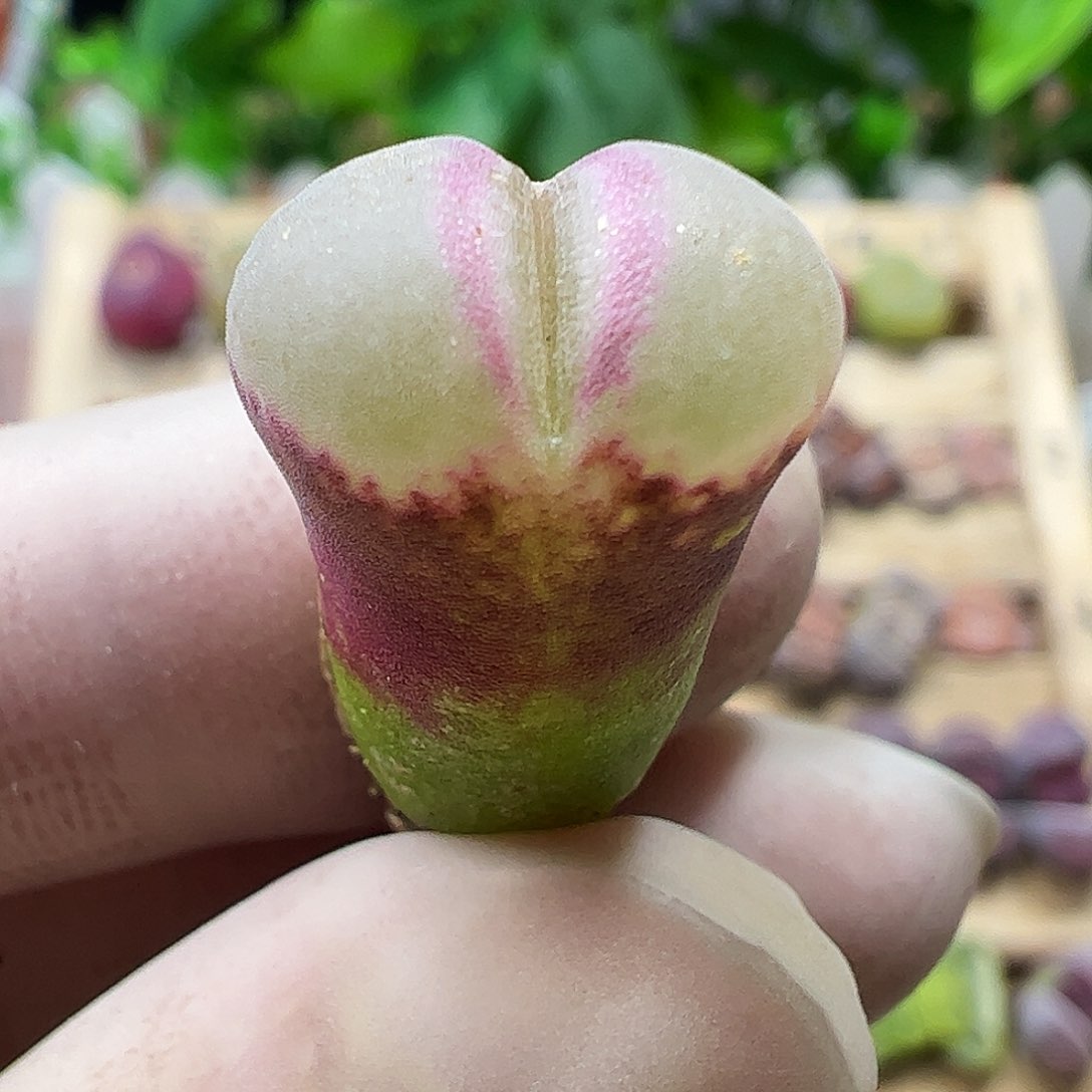 粉红女郎风铃玉一颗