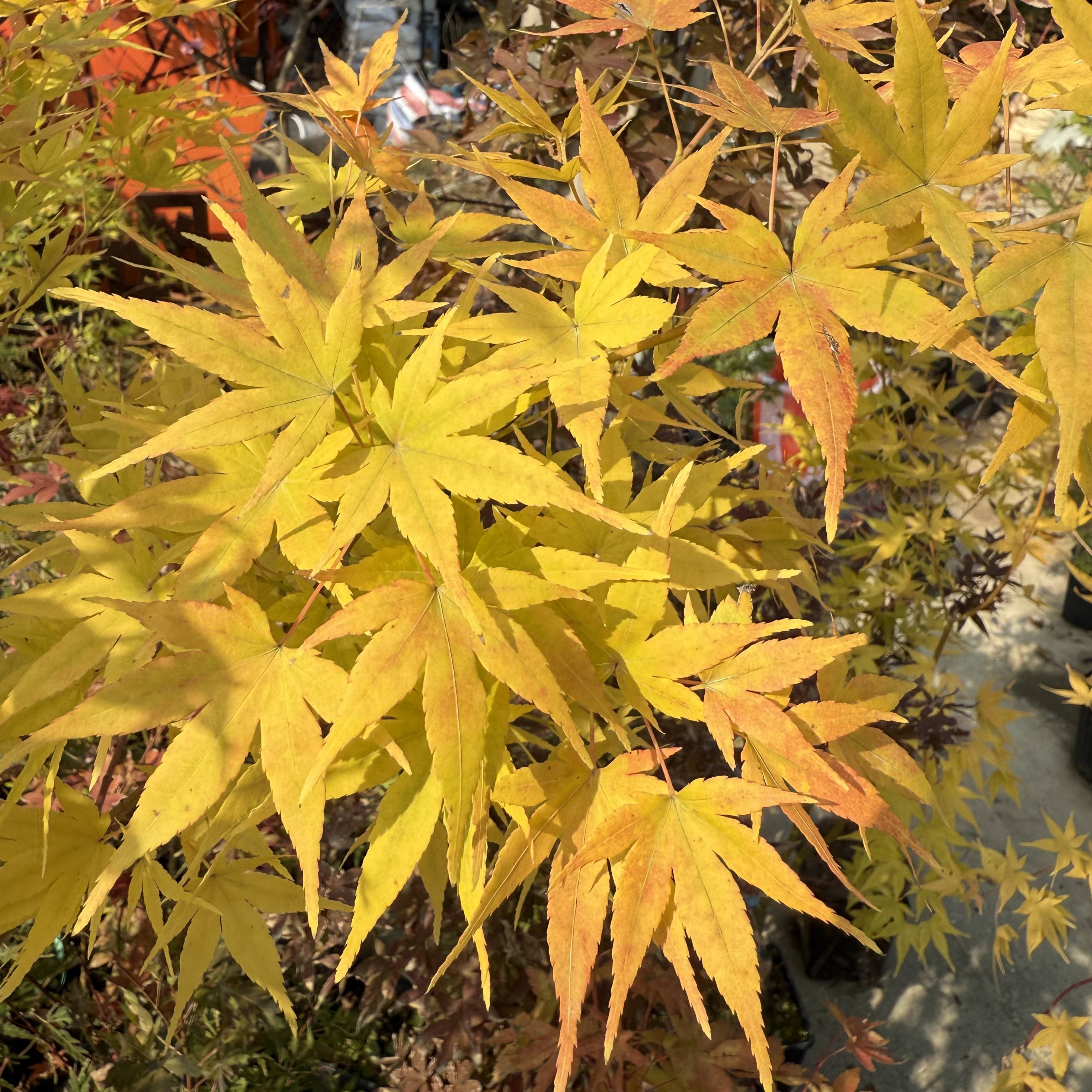 【日本日出】枫享家枫树庭院阳台植物