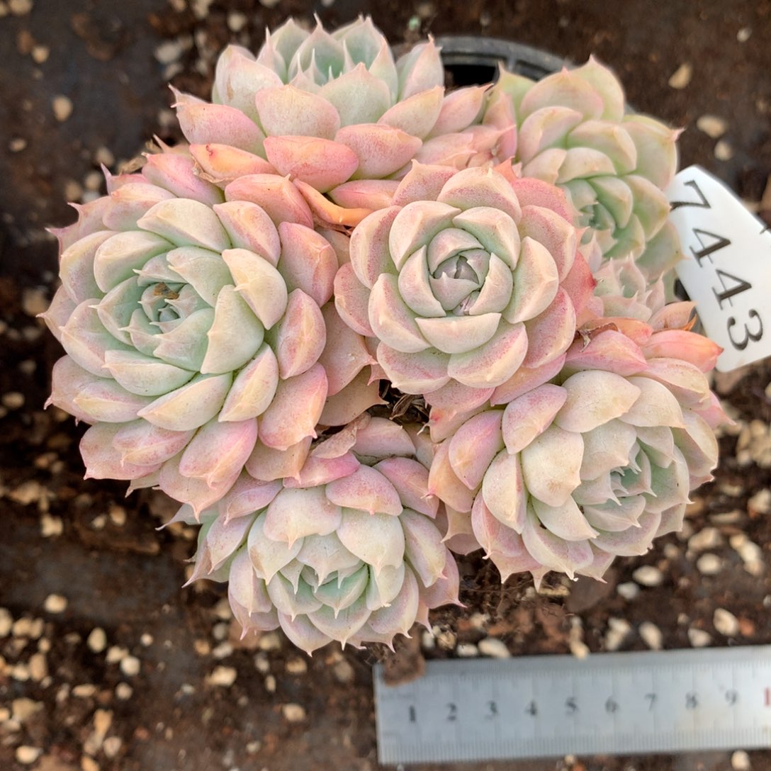 7443杂交多肉植物