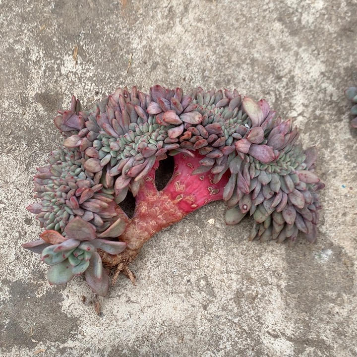 多肉植物叶插爱丽儿树缀