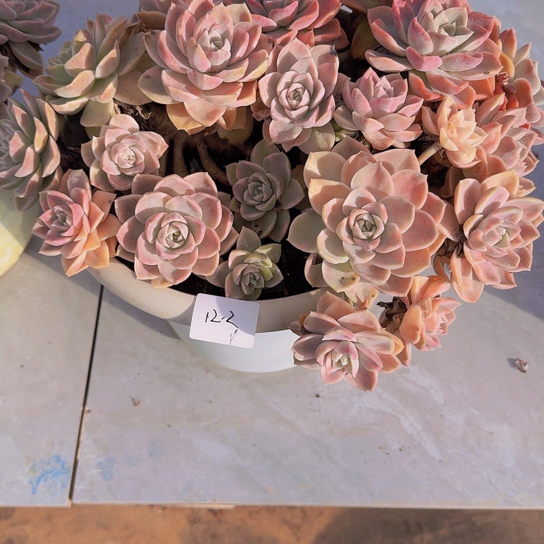 来***张12-2哈利沃森锦多肉植物