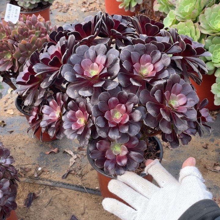 162梅花会断枝法师断枝不售后