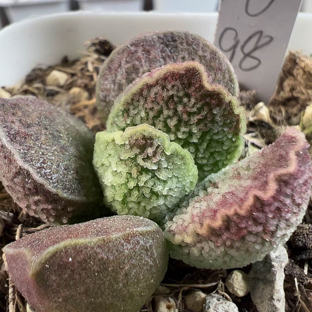 茶 多肉水泡植物植物实生新品