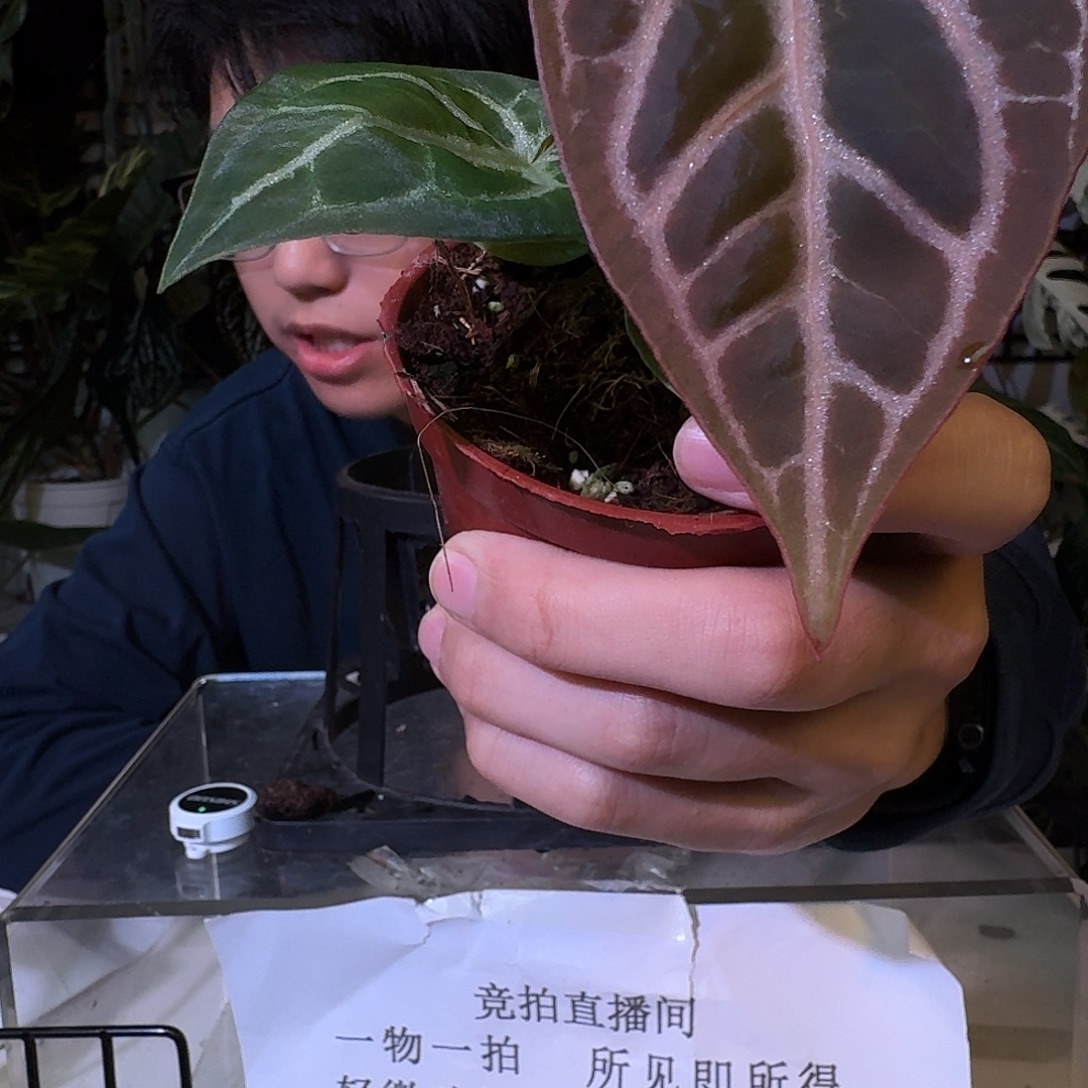 不开花植物C47红水晶杂神奇男孩