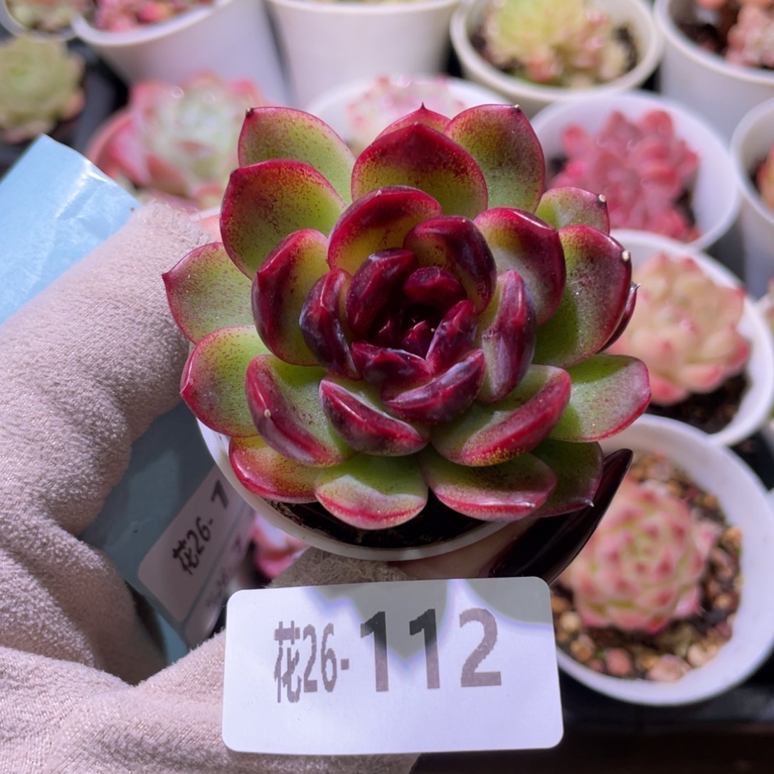 花利美26-112新品单头