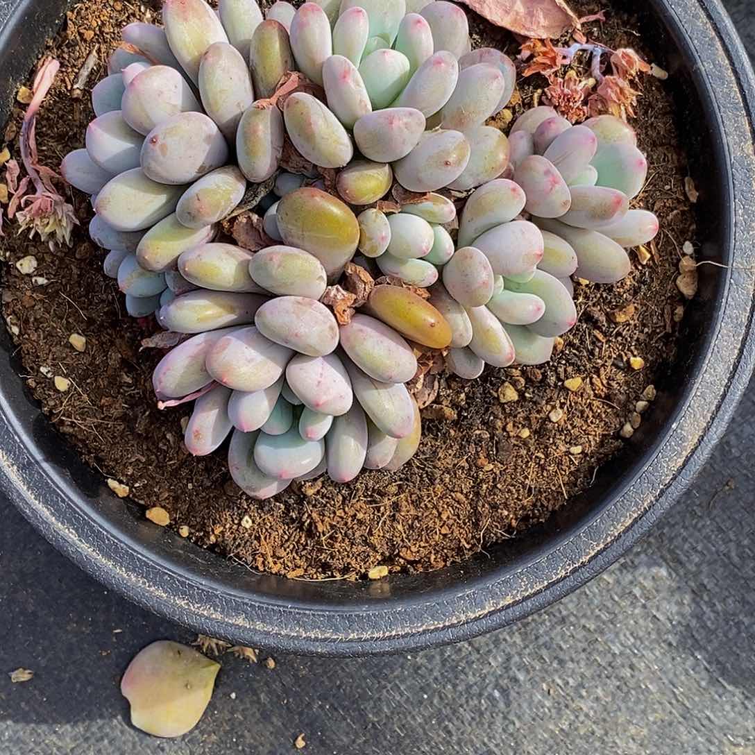 云*多肉植物一物一拍