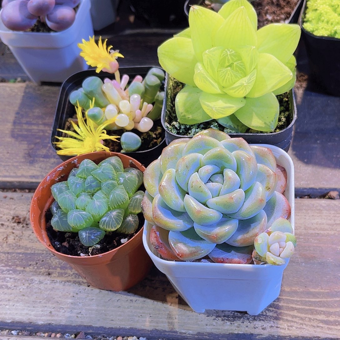 五十铃。姬雨露。黄金雨露。冰玉单