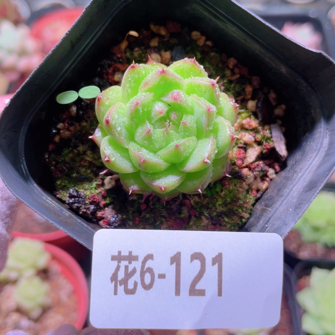 花利美6-121海王单头