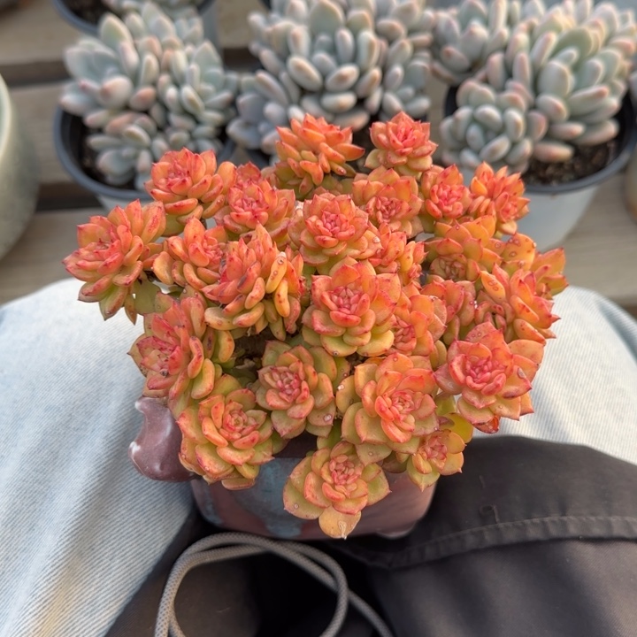 蜡牡丹老桩多肉五十包邮