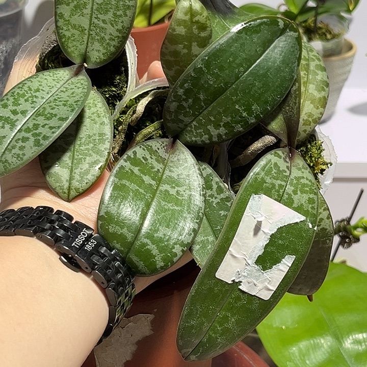 当前无花朵，栽培后可花朵杉菜西交脉纹606