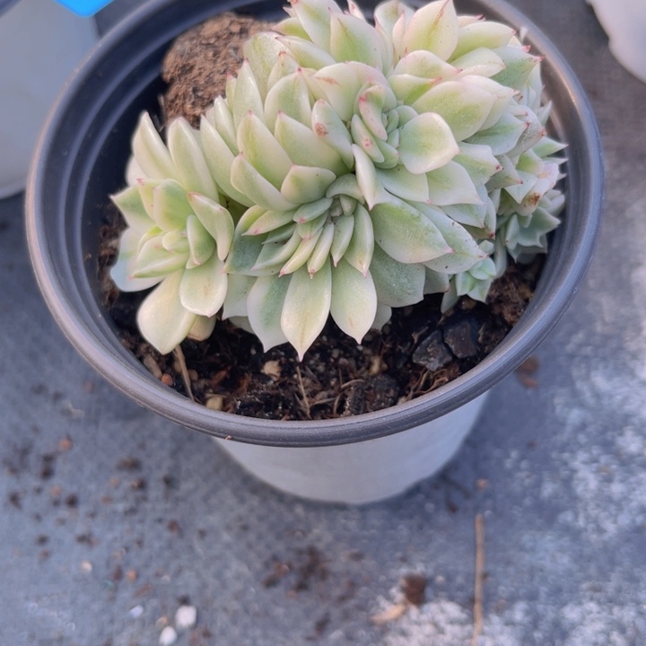 玛丽亚锦多肉植物81