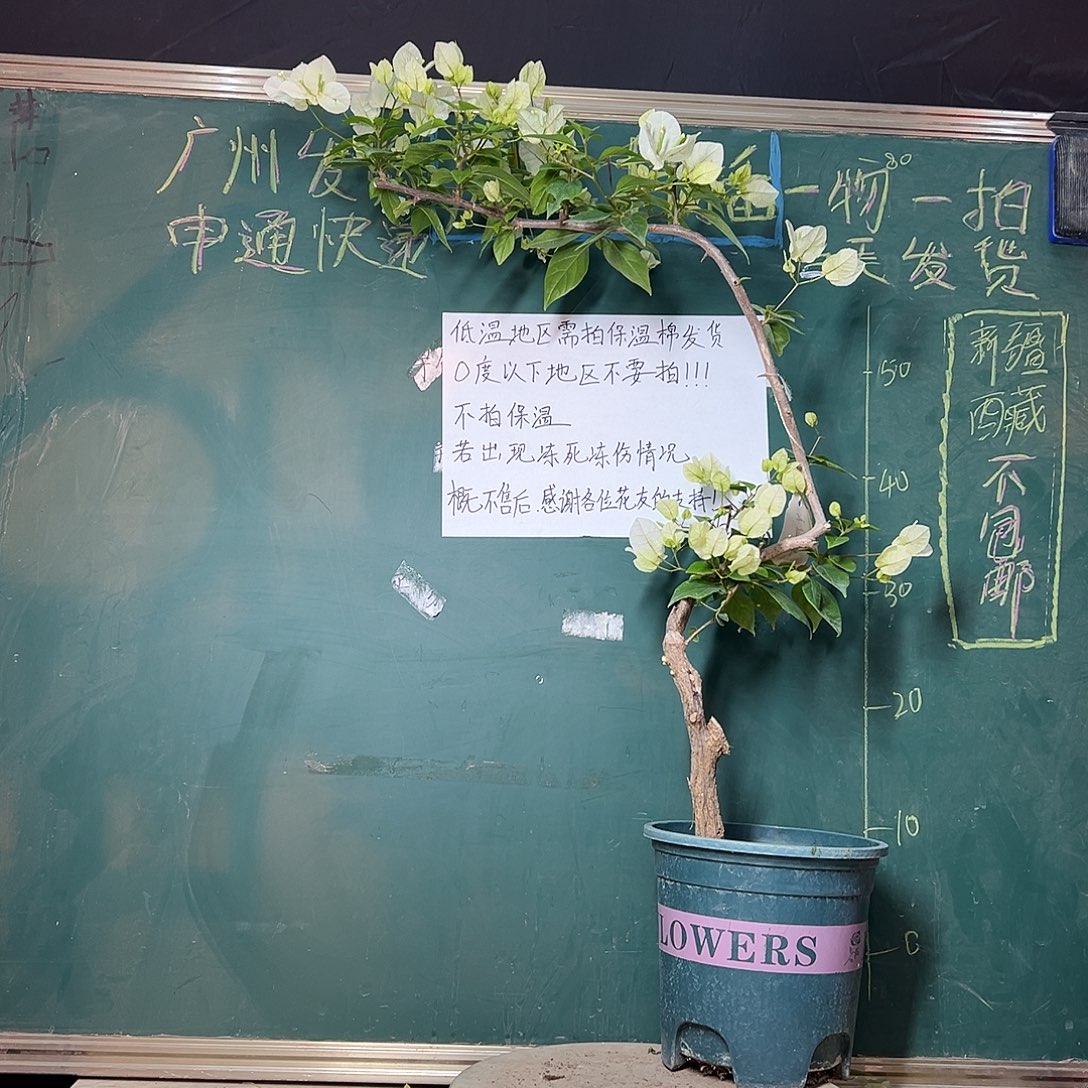 完全开放漳红樱 原生小树头 