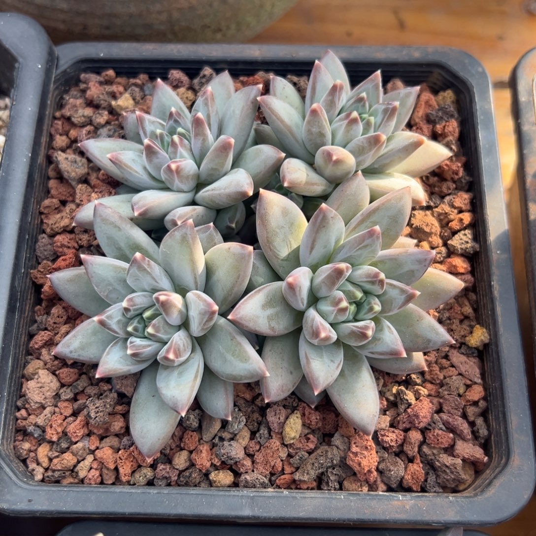 多肉美人杂【满18包邮】