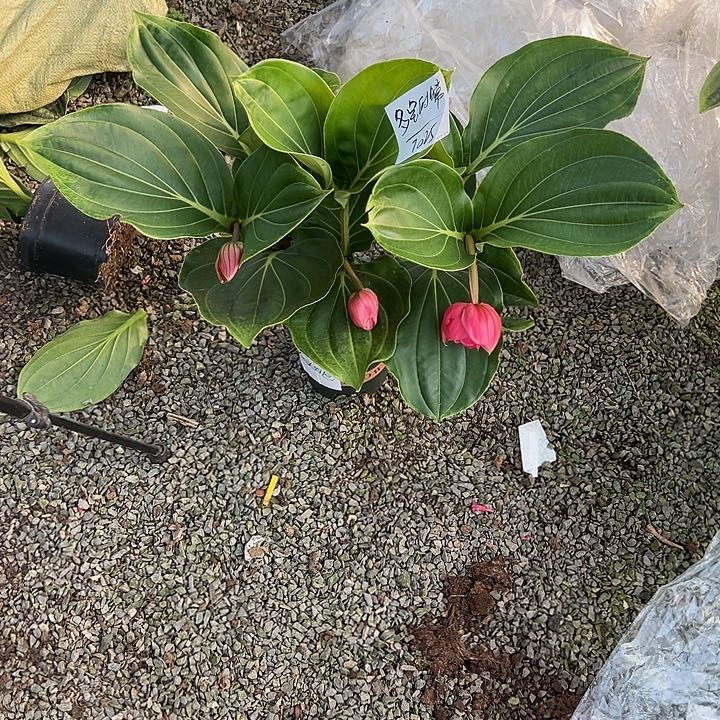 多***活少量花朵（建议范围：2朵-5朵 或40%以下）