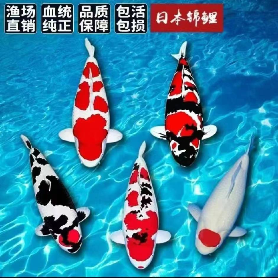 锦鲤观赏鱼红白三色大正孔雀秋翠龙系辉龙昭和绯写冷水鱼好养耐活