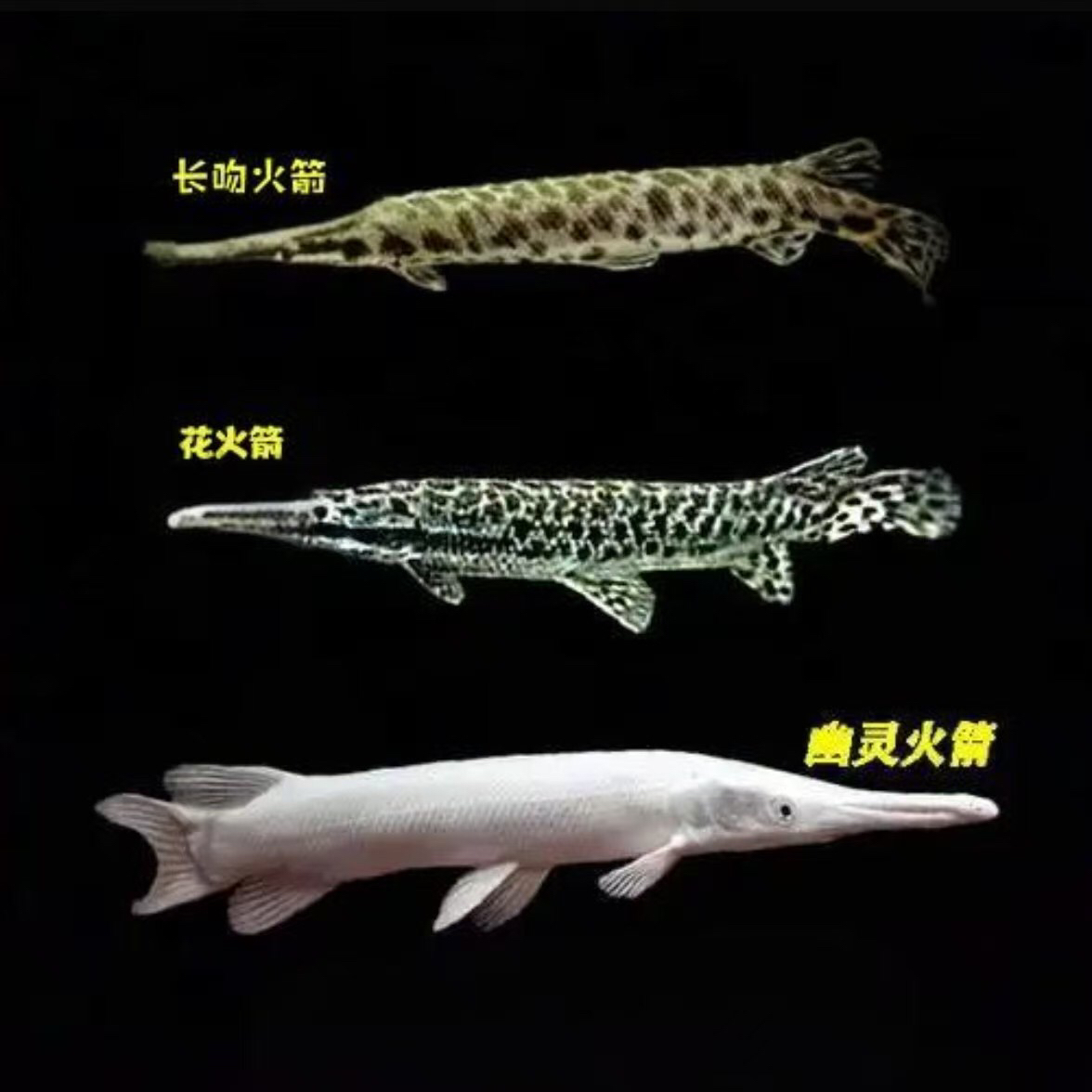 福鳄肉食猛鱼黄白化花火箭长吻鳄古老原生大型淡水观赏鱼活体鱼苗