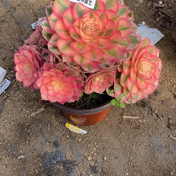 多肉植物倾城265多肉