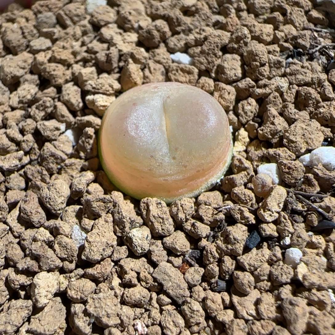 盐***球肉锥多肉植物组合-272日式拉登