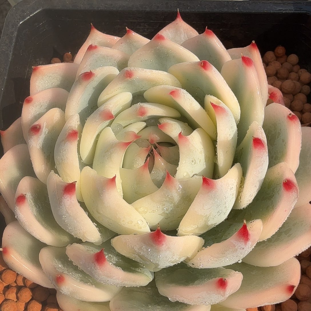 吉娃娃锦，多肉植物