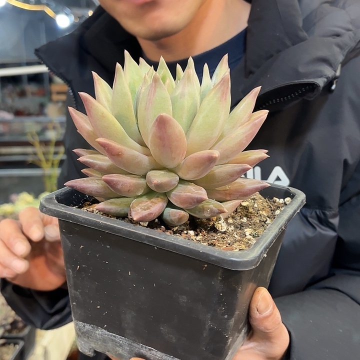 水晶球单头精品多肉