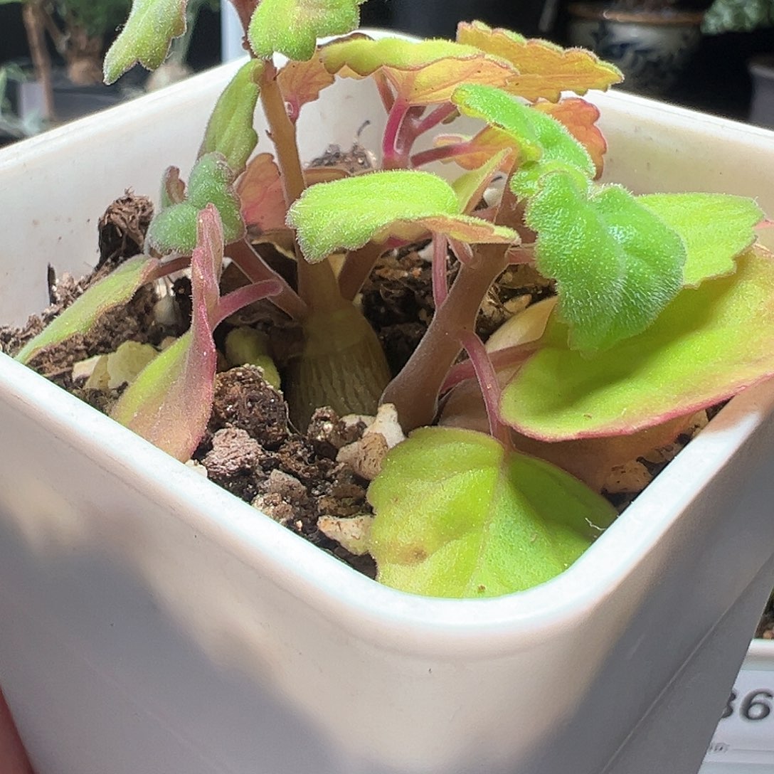 爱氏延命草带盆发货30包邮