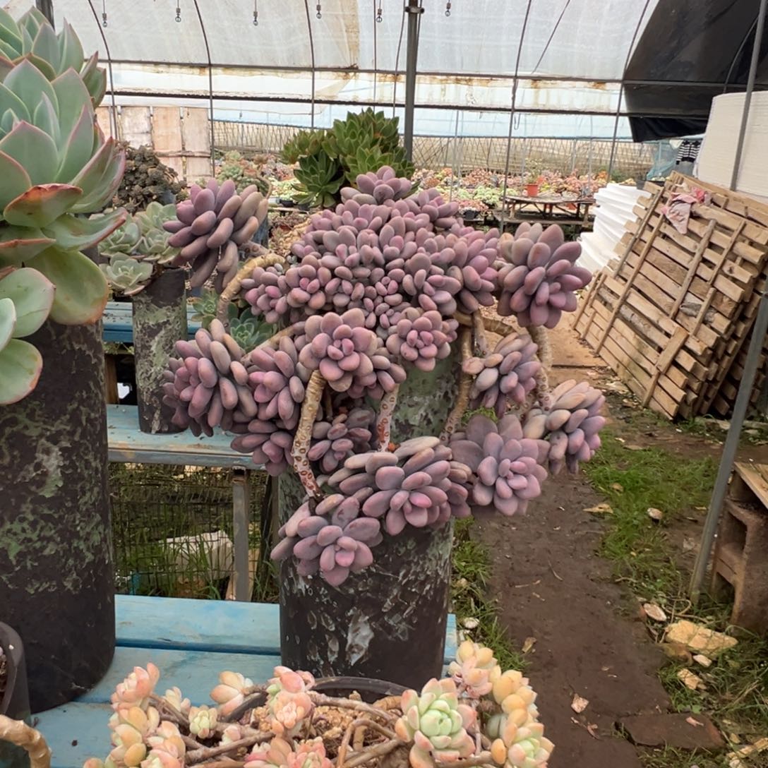 精品桃蛋瀑布妖桩 裸根