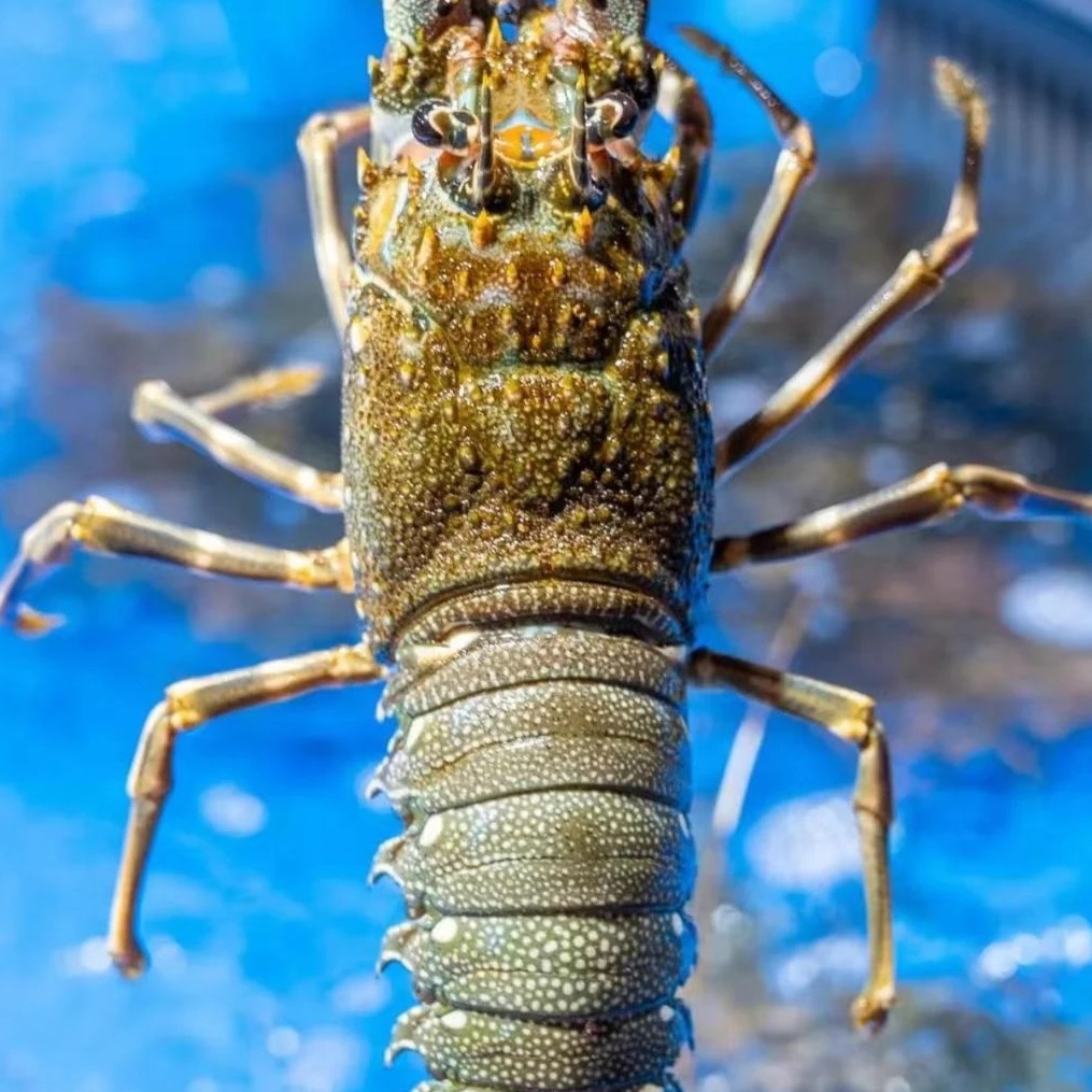 小青龙/个-约300g(默认处理)