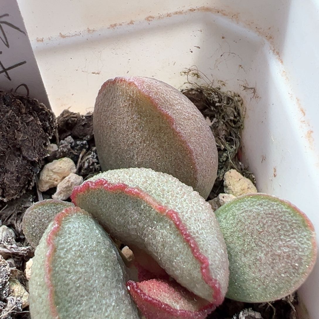 黑木耳多肉植物水泡