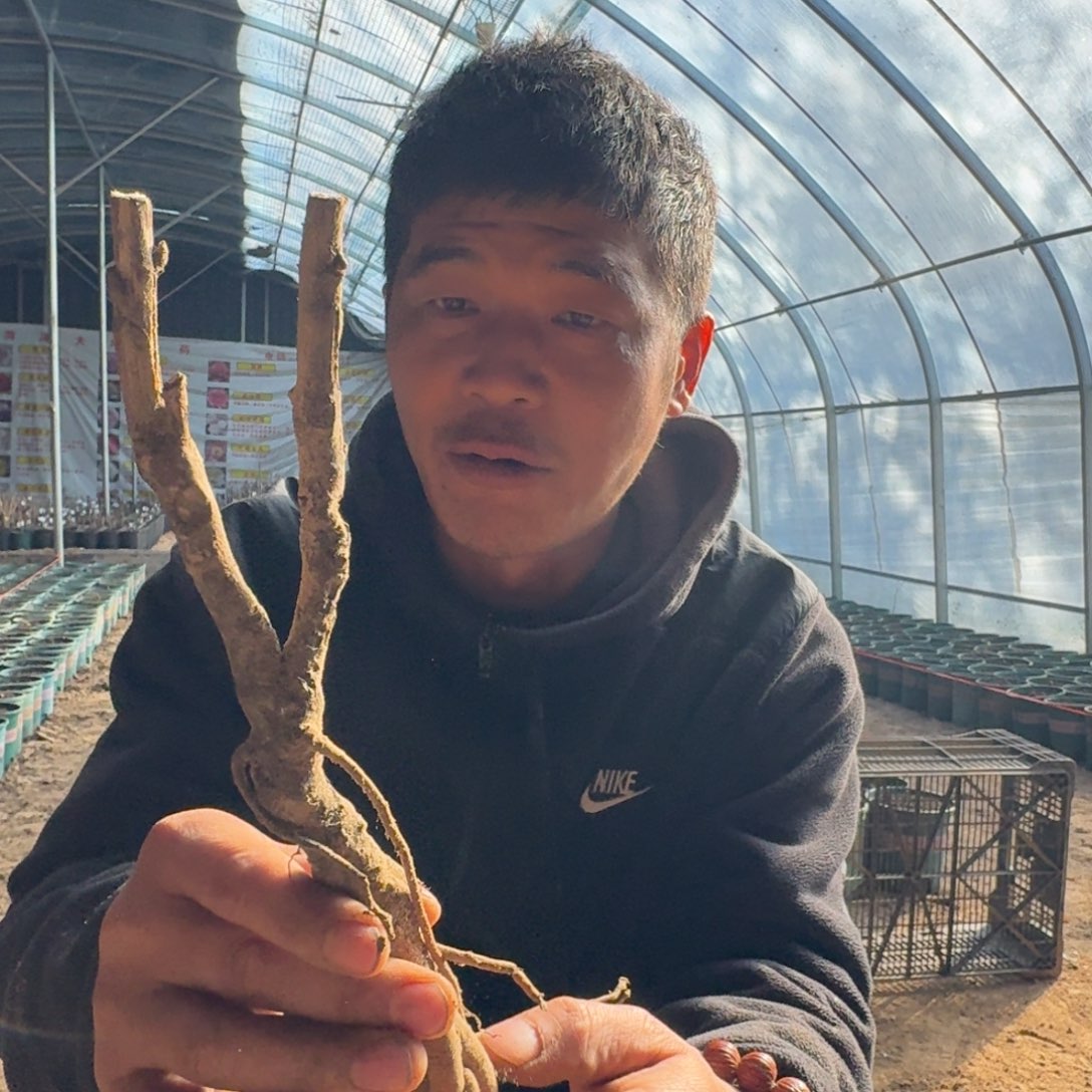 天鹅娇子025。      