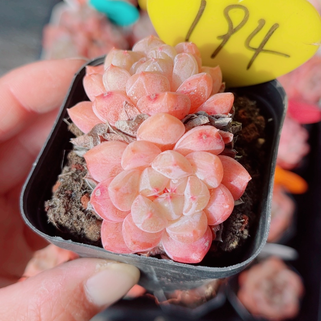 194号小老桩糖心双头